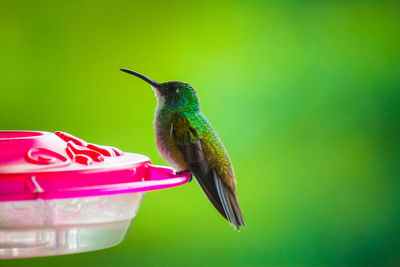 Close-up of a hummingbird perching on feeder