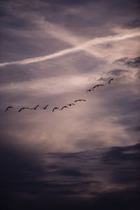 Flock of birds flying in the sky