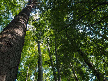 Low angle view of trees in forest