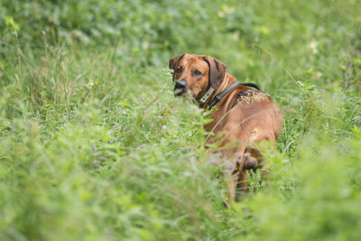 Dog lying in grass