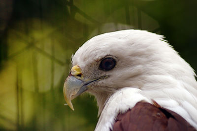 Close-up of white bird