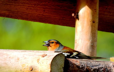 Close-up of bird perching on wood