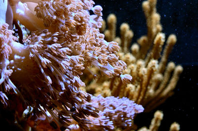 Close-up of coral in sea