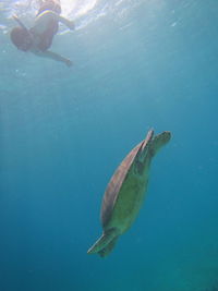 High angle view of man swimming in sea
