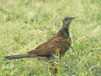 Bird perching on a field