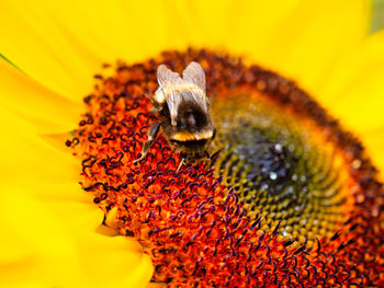 Close-up of bee pollinating on sunflower