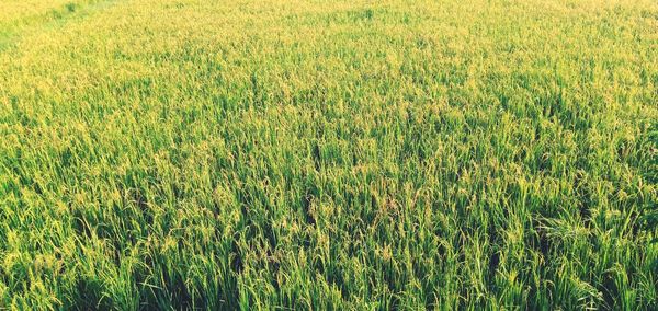 Full frame shot of crops on field