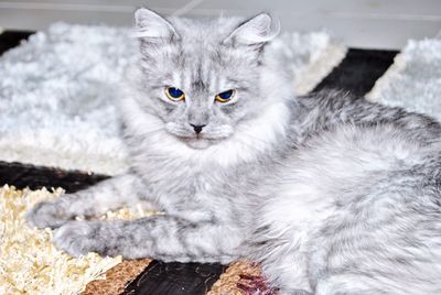 Close-up portrait of cat