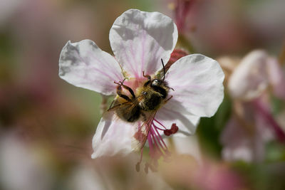 Close-up of bee on pink flowering plant