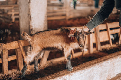 Full length of goat standing on wood