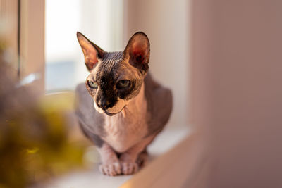 Portrait of a cat at home