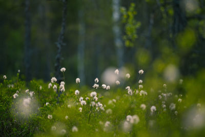 Close-up of white flowering plants on field