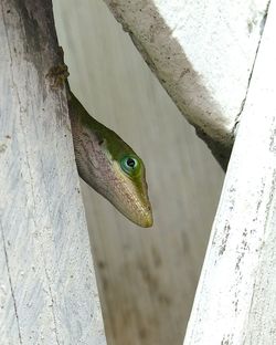 Close-up of lizard