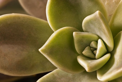 Close-up of succulent plant