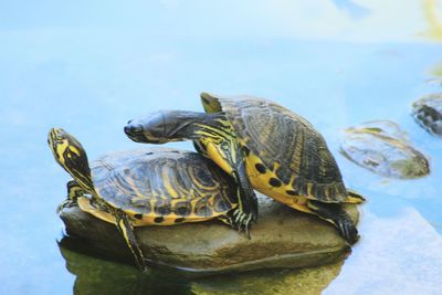 Close-up of turtle swimming in water