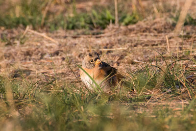 View of a bird on field