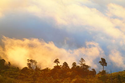Trees on field against sky during sunset