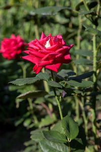 Close-up of pink rose plant