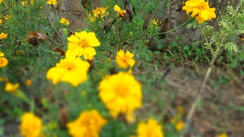 Close-up of yellow flowers blooming in field