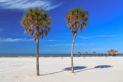 Palm trees on beach against blue sky