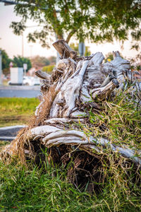 Close-up of dead tree on field