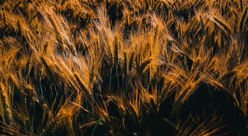 Full frame shot of crops on field