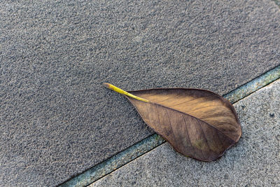 High angle view of dry leaf on street