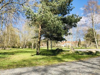 Trees in park against sky