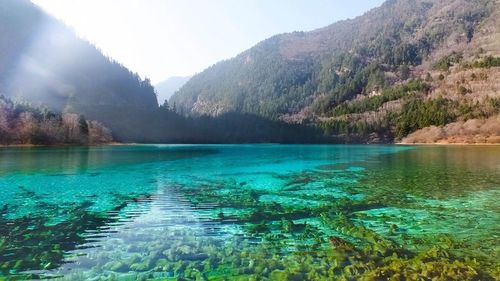 Reflection of trees in lake