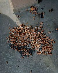 High angle view of coffee beans