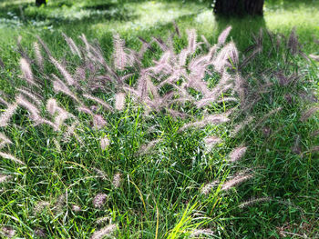 High angle view of flowering plants on field