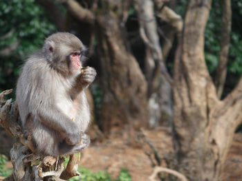 Monkey sitting on tree