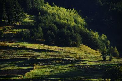 Trees growing on landscape