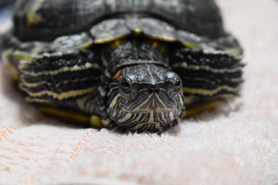 Close-up of a turtle