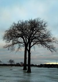 Bare trees against sky