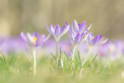 Close-up of purple crocus flowers on field