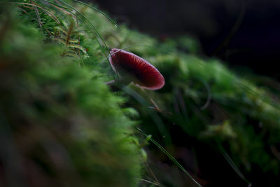 Close-up of mushroom growing outdoors