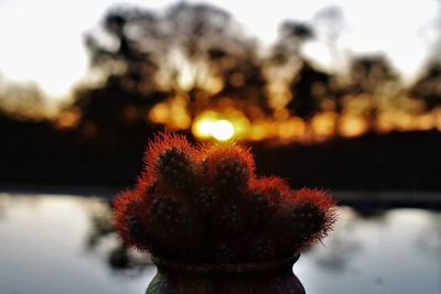 Close-up of flower by lake against sky during sunset