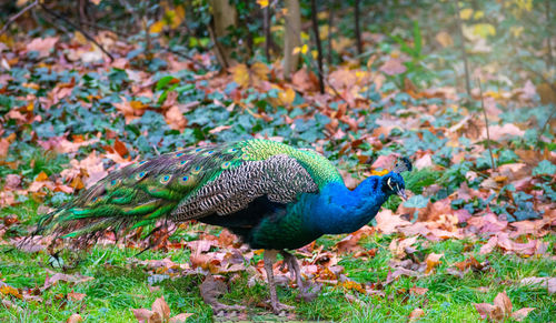 A peacock on grass and dry leaves