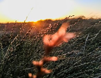 Close-up of grass on field against sky during sunset