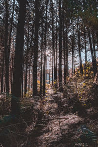 Trees growing in forest