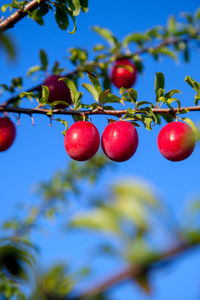 Low angle view of tomatoes on tree