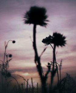 Plant growing at sunset