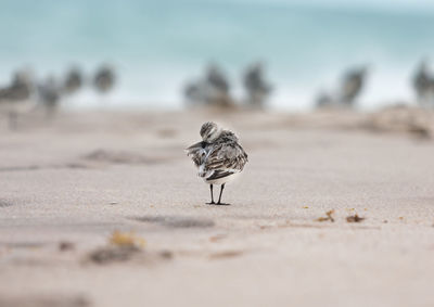 Close-up of bird on sand