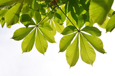 Close-up of leaves on tree