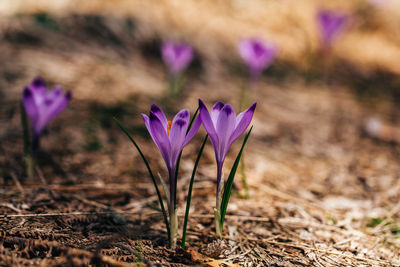 Close-up of purple crocus flowers on field