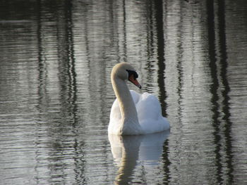 Swan swimming in lake