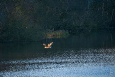 Bird flying over lake