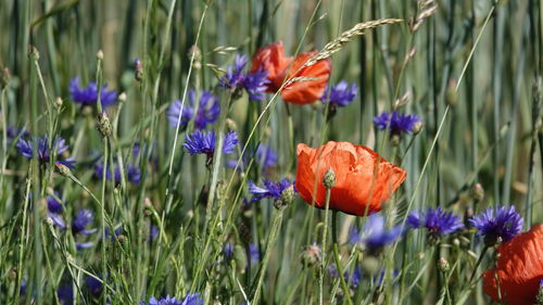 Close-up of purple flowering plants on field