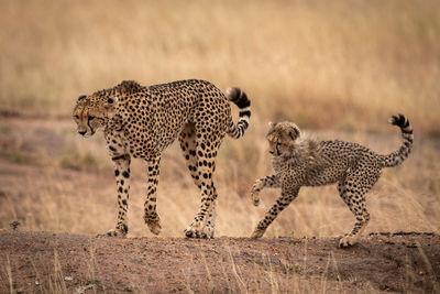 Cheetah on land